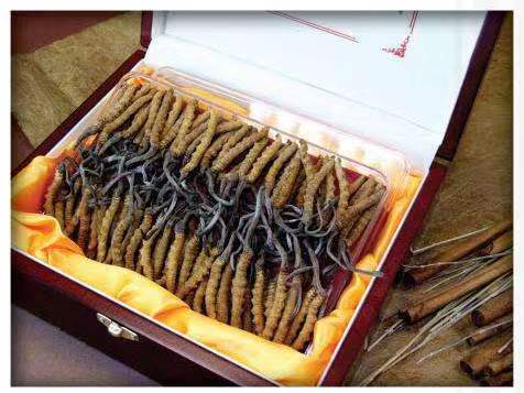 拜泉冬虫夏草回收